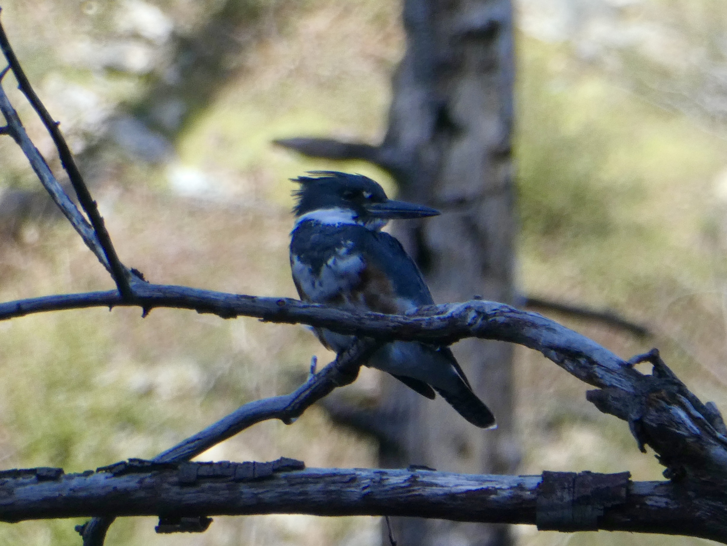 Belted Kingfisher in tree